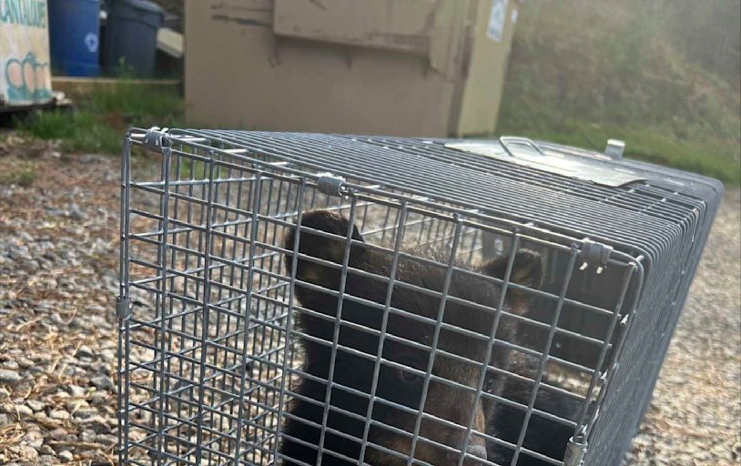 Video of 2 bear cubs pulled from trees prompts North Carolina wildlife investigation but no charges