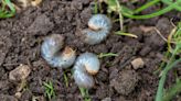 18 garden pests to watch out for