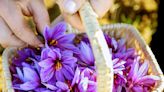 Saffron: Everything You Need to Know