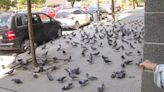 Miles de palomas invaden desde hace 8 años un vecindario en Lugo por una vecina que les da de comer