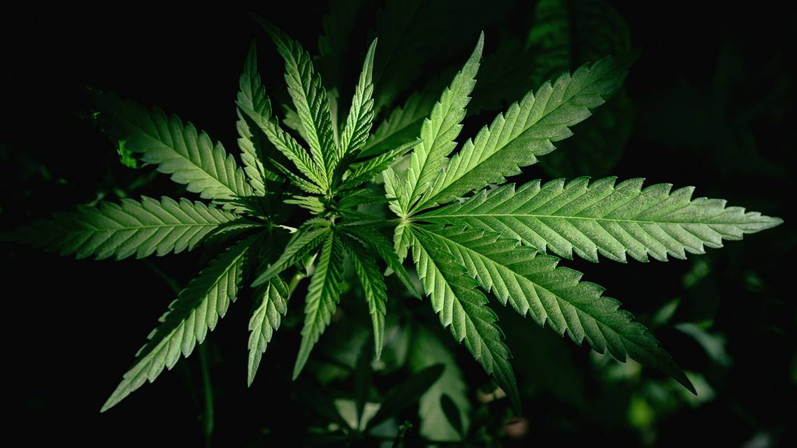 Sacramento is ’cannabis capital of California,’ study says. What makes it a top weed city?