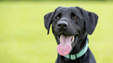 Labrador Retriever Learning ‘Freestyle Obedience’ Has People Doing a Double Take