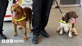Guernsey Police train dogs to search for drugs and guns