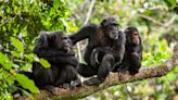 Apes remember friends they haven’t seen for 26 years, study finds