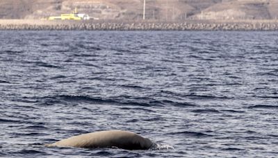 Un estudio llama a prevenir las amenazas para los cetáceos en el Mediterráneo