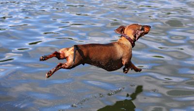 Boat-Loving Dachshund's Cute Little 'Air Swims' Couldn't Be Sweeter