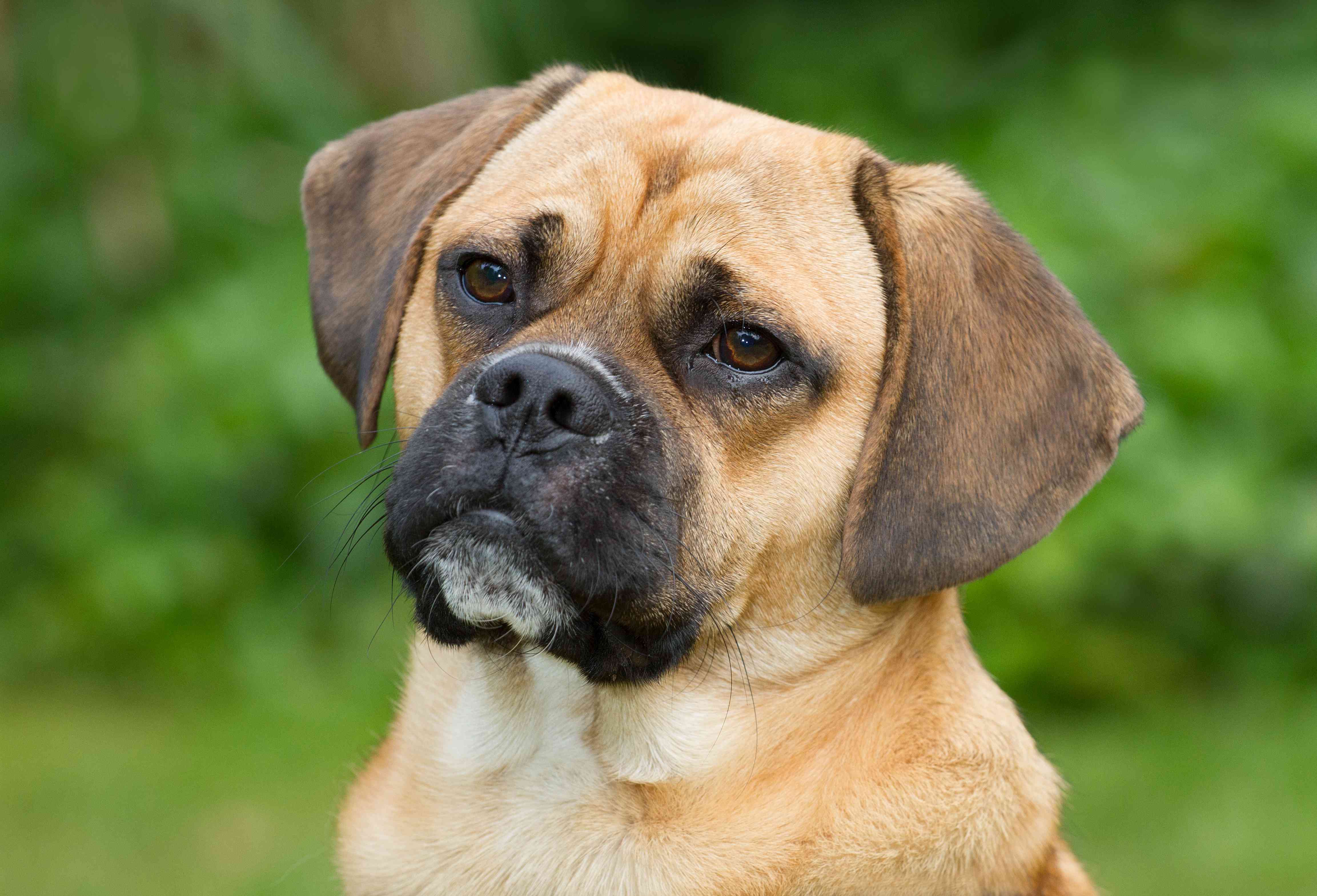 Puggle: Dog Breed Characteristics & Care