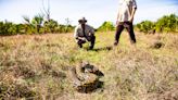 How you can humanely kill a Burmese python and other big snake tips and pointers