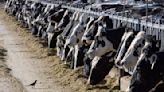 Third case of bird flu linked to dairy cows reported in Michigan worker