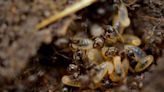 滅白蟻新思路！美科學家發現天然香氣誘餌 吸引白蟻聞香而死
