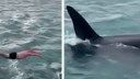 Watch: New Zealand Man Fined for Trying to Body-Slam a Killer Whale