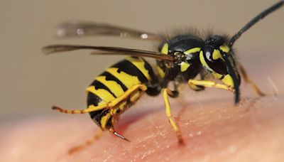 This tip for getting rid of wasps is 'cheaper' and 'less time-consuming'