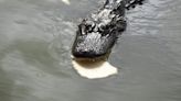 Popular alligator to be removed from Florida park because of 'food conditioning'