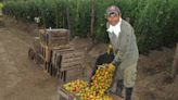 "Se transformó el perfil de la producción local", aseguran en Santa Fe sobre frutas y verduras