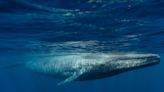 Soviet whalers wiped out blue whales from part of the Indian Ocean 50 years ago. Underwater audio reveals the gentle giants have returned.