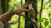 N.C. Forest Service detects emerald ash borer in Duplin County