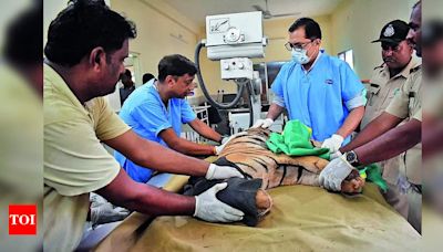 Tiger Cub Killed by Train in Ratapani Wildlife Sanctuary | Bhopal News - Times of India