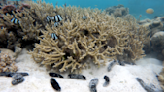 Sea cucumbers are the 'scum suckers' corals desperately need
