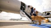 Pampered pooches jet set in style: inside the world's first airline designed for dogs