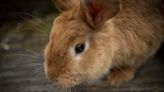 Bunny bonanza: Myths and facts about rabbits