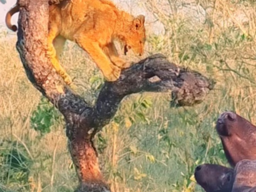 Lion Cub's Hair-Raising Escape From Buffalo Stampede Captured On Camera