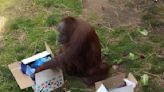 Arkansas Zoo Has Most Adorable Gender Reveal for Their Baby Orangutan