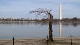 See you later ‘Stumpy’: Sending off DC’s beloved cherry tree