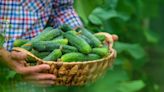 Over the garden fence: When is the best time to pick vegetables? Here’s what to know