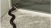豐富火車站驚見眼鏡蛇嚇壞遊客 清潔員竟回放生加持過不會咬人