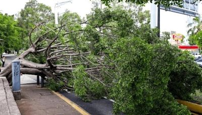 ZMG: Bosque Urbano plantará cinco nuevos árboles donde haya uno caído