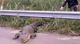 Deputies remove massive gator from highway… twice in the same day