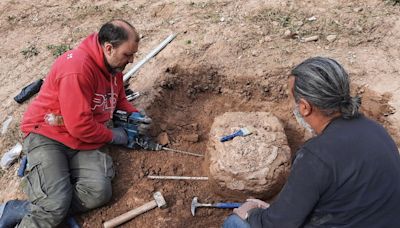 Giant armadillo fossil reveals humans were in South America a surprisingly long time ago