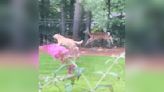 Owner Catches Adorable Footage Of Labrador Playing Chase With Deer Friend