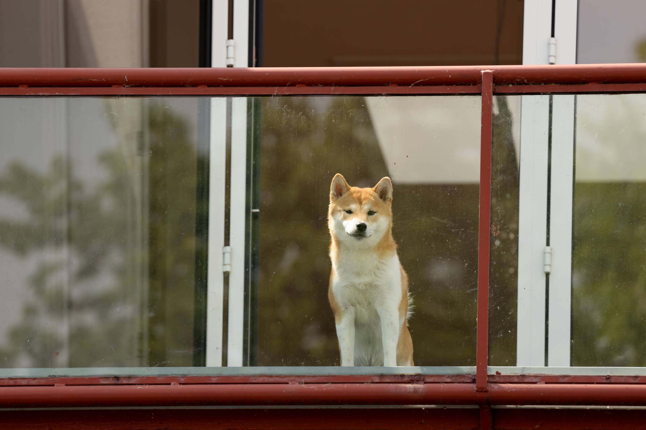 Woman gets call from neighbor, can't believe what she discovers dog doing