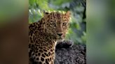 Wildlife Photographer Captures Leopard With Different-Coloured Eyes In Bandipur