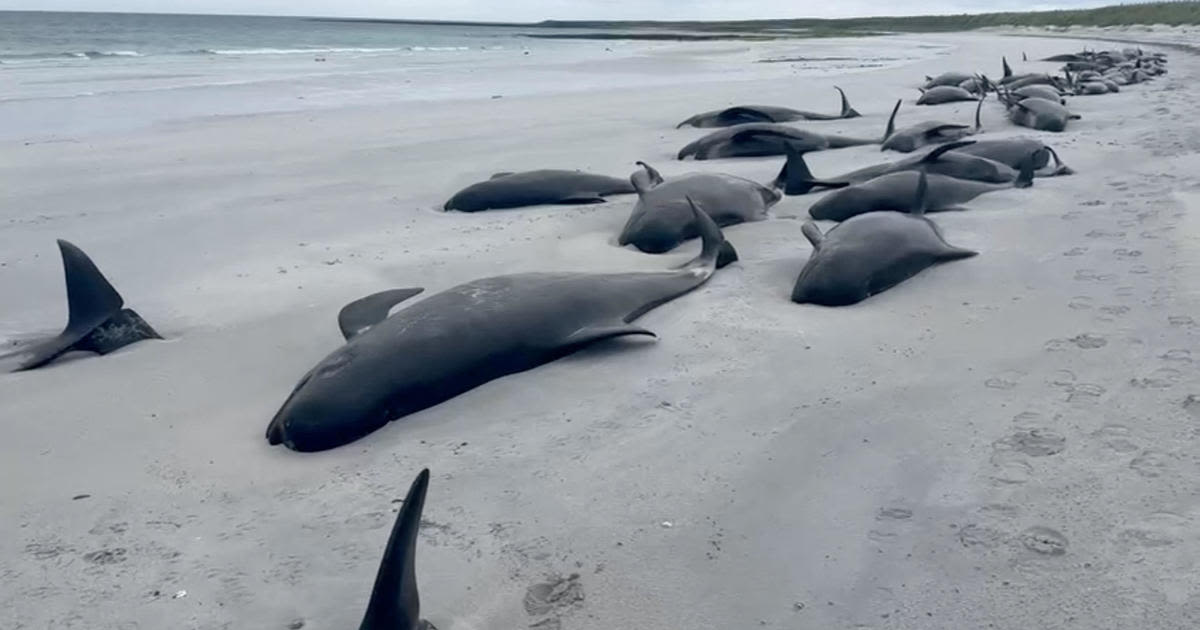 77 pilot whales die on Scotland beach in "one of the larger mass strandings" seen in U.K.