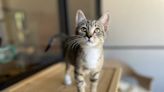 It’s kitten season in SLO County. Here’s how to take home a cuddly companion for less