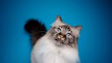 Longest-living cat breeds revealed by life expectancy study