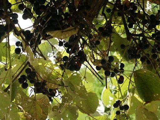 Can you eat Texas wild grapes? Sure, go wild. Here are the types that grow in the state.