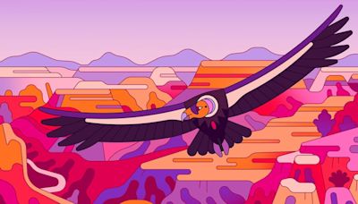 Consider the condor