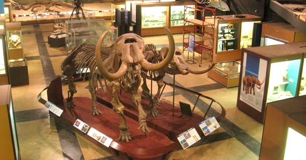 The Mastodon is one step closer to becoming first-ever national fossil of the U.S.