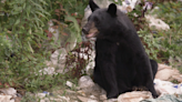 Vigilance Urged Where Bears Tread In Tennessee