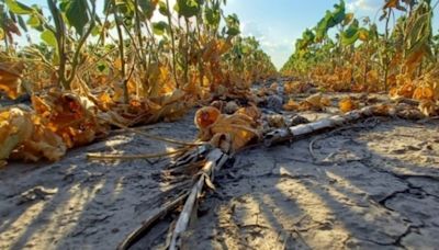 El desafío de combatir la desertificación en la Argentina: "Las legislaciones sobre el tema tienen que ser un documento vivo"