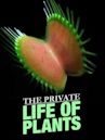 The Private Life of Plants