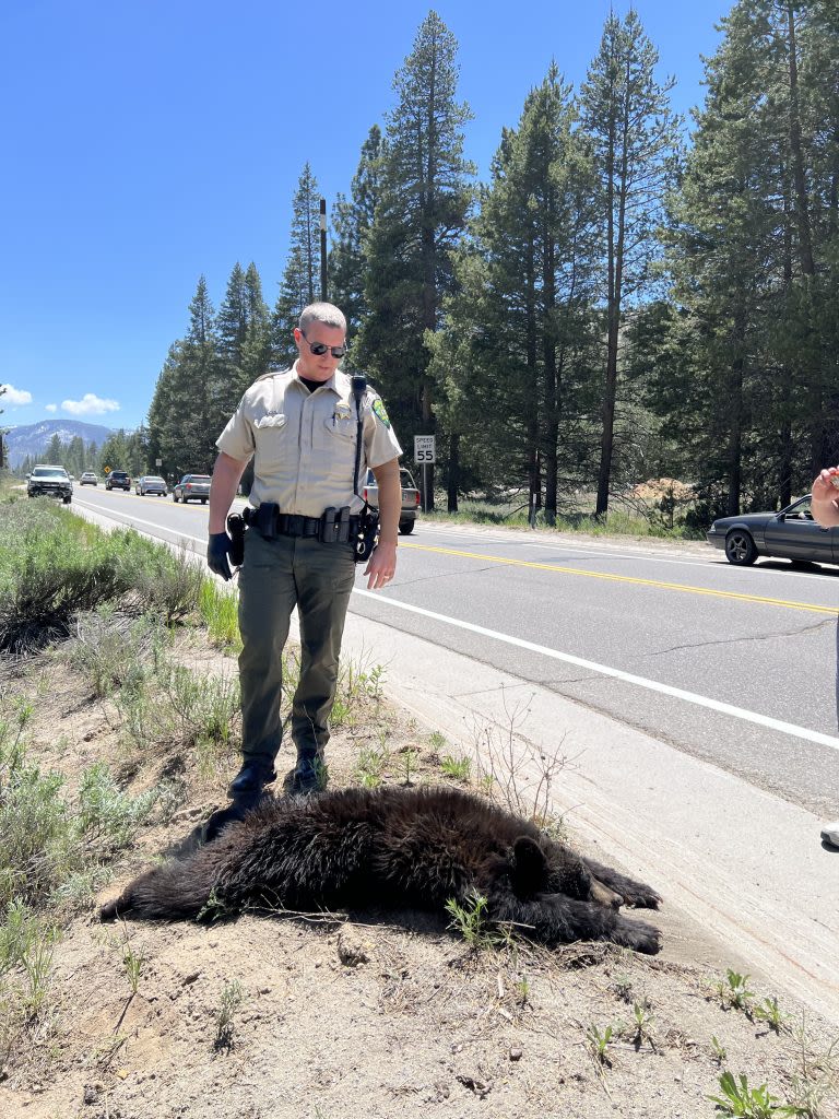 Bear hit by truck, killed on Highway 50 near airport