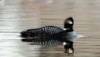Fewer loon chicks surviving because of climate change, researchers say