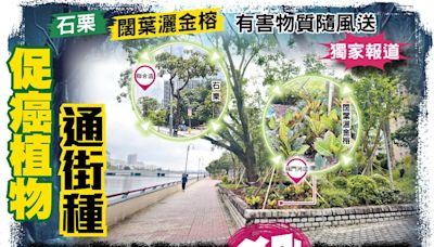 東方日報A1：促癌植物通街種 危害健康殺氣重