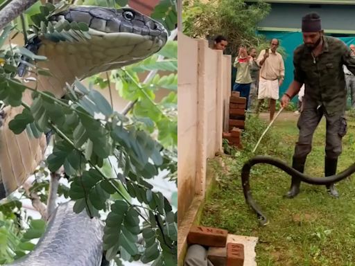 Watch: Karnataka Snake Catchers Remove 12-Foot King Cobra From House