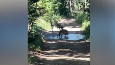 All 6 members of Copper Creek wolf pack successfully captured for re-release