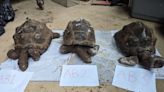 Electrician dumped dead giant tortoises in Devon woodland
